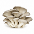Oyster Mushroom