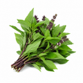Thai Sweet Basil