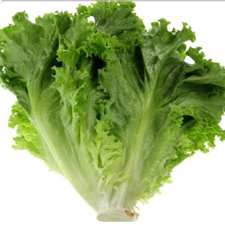 Lettuce Leafy -250gm