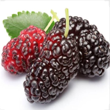 Mulberry  - 1 pkt  125 gms