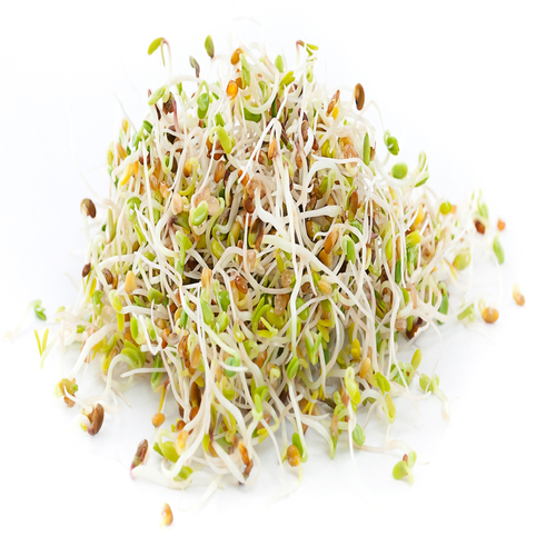 AlfaAlfa Sprouts - 1 Pkt