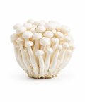 Shimeji Mushroom White