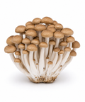 Shimeji Mushroom Brown