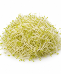 Alfalfa Sprouts