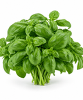 Basil Italian