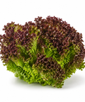 Lettuce Lollo Rosso