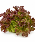 Lettuce Red Oak