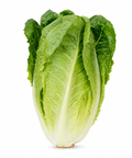 Lettuce Romaine Green
