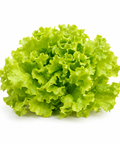Lettuce Simpson / Leafy