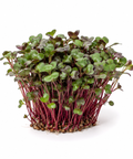 Microgreen Beet