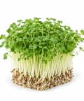 Microgreen Mustard