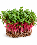 Microgreen Radish