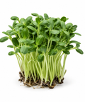 Microgreen Sunflower