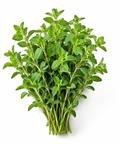 Oregano Fresh