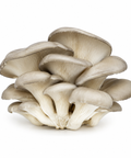 Oyster Mushroom