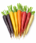 Rainbow Carrot